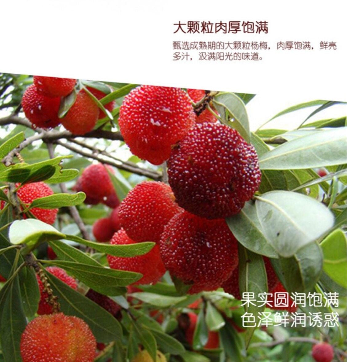 Mei Shi Jia Jiu Zhi Yang Mei / Red Bayberry