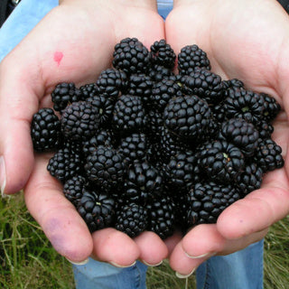 Georgia's Natural Pomegranate Blackberry Juice (100% Pure & Organic)