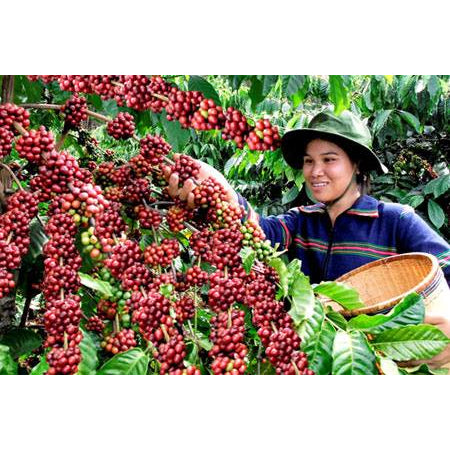 LEGEND Cafe Sua Da Iced Milk Coffee (Trung Nguyen 3in1 Instant Coffee)