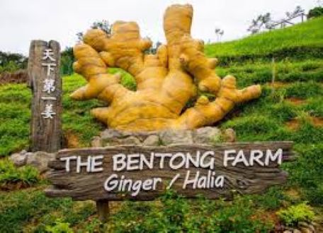 Bentong Ginger Cooking Paste and Products