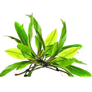 Kacip Fatimah Powder