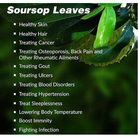 Soursop Leaves Powder (Freeze Dried)