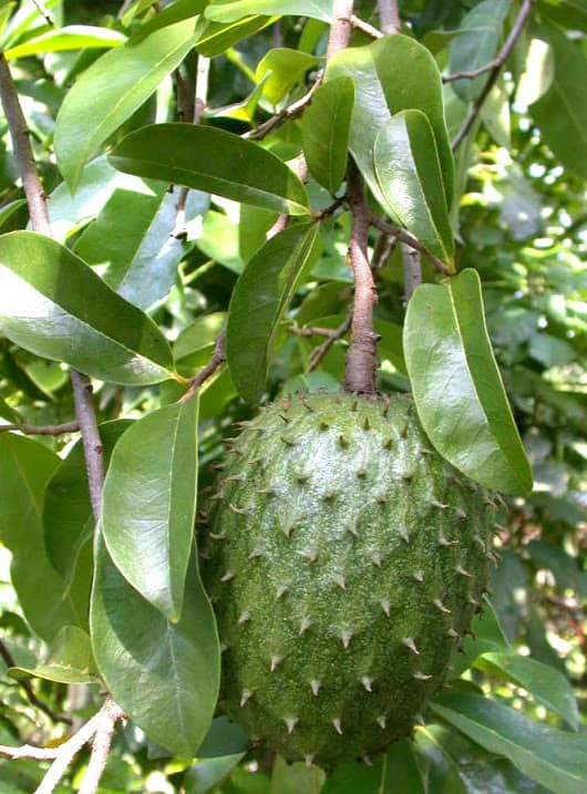 Natural Soursop Leave Tea (GBT) and Products