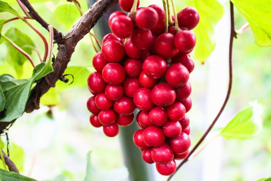 Schisandra Berries Enzymes (Wu Wei Zi)