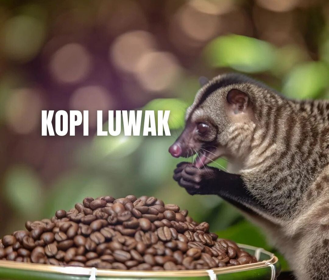 Black Coffee / White Coffee ( Ajelu Luwak Legend Coffee ) and Products