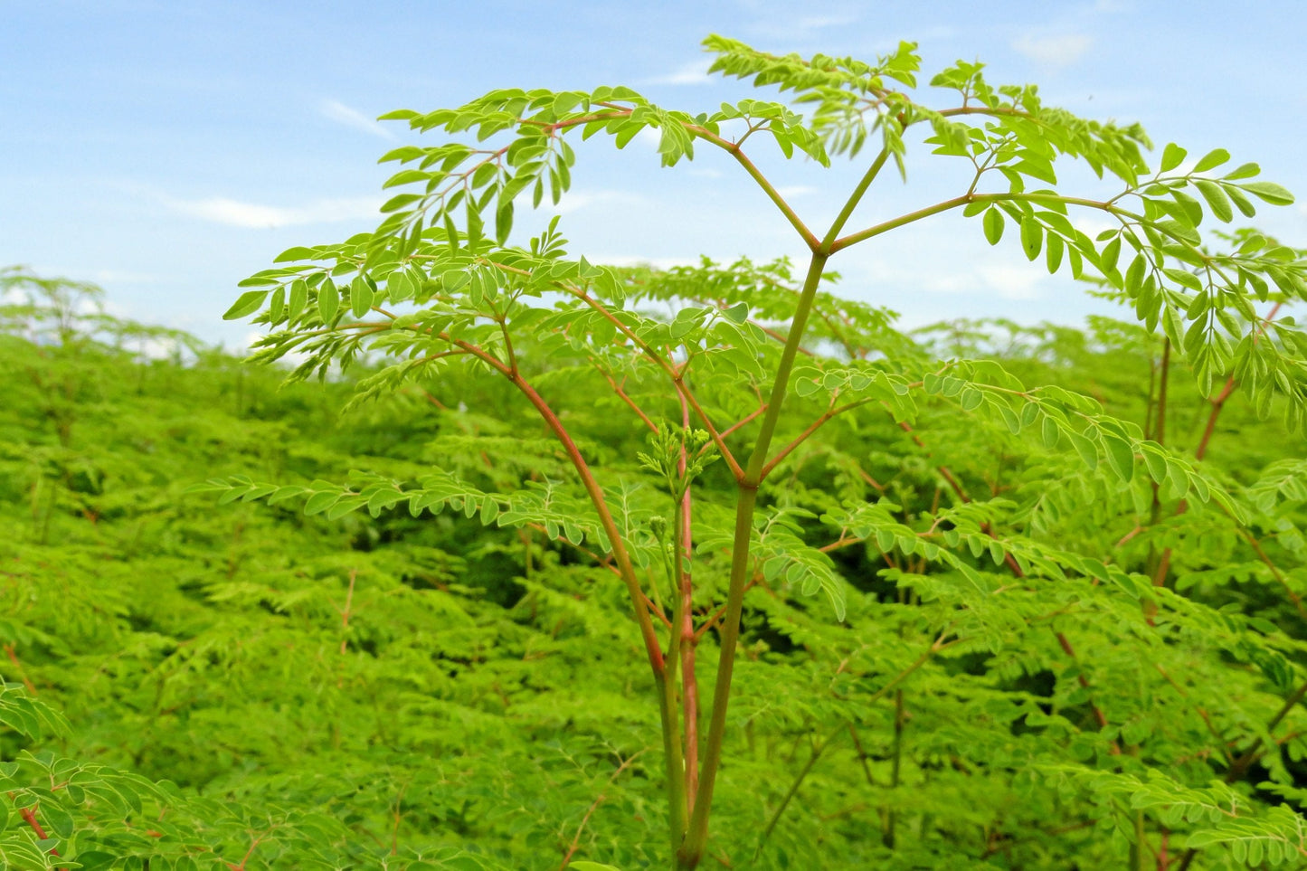 Moringa Leaf Tea (100% MORINGA LEAVES)